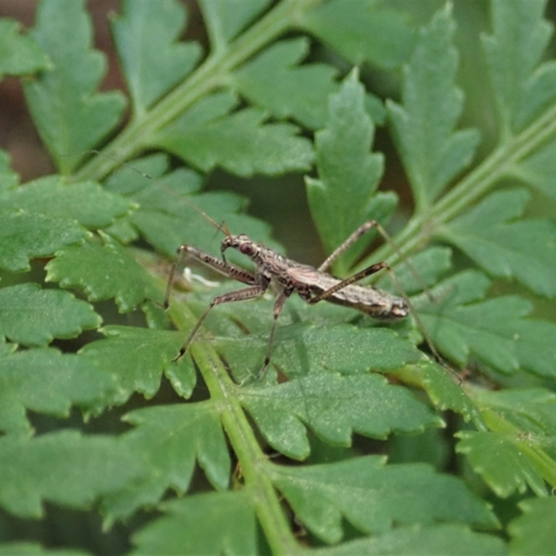 Nabidae sp. (family)