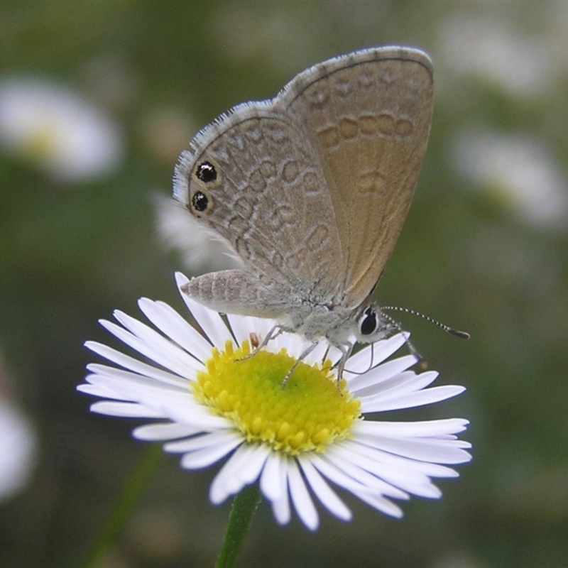 Nacaduba biocellata