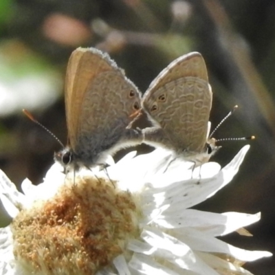 Nacaduba biocellata