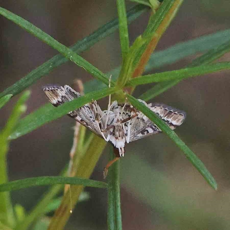 Nacoleia rhoeoalis