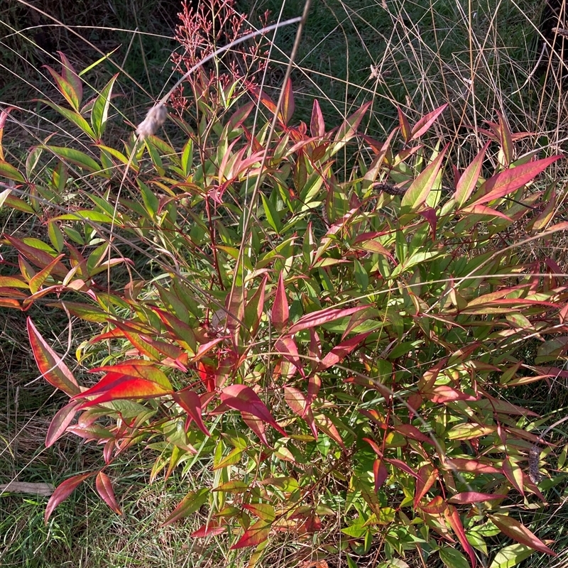 Nandina domestica