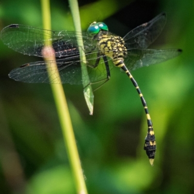 Nannophlebia risi