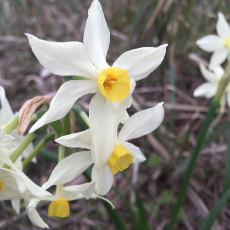 Narcissus tazetta