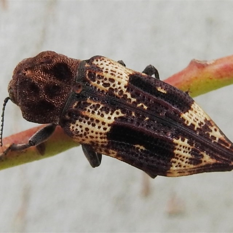 Nascio vetusta