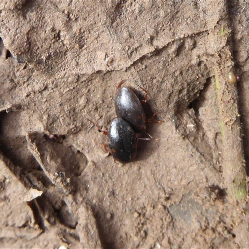 Antiporus femoralis