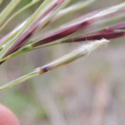 Nassella neesiana