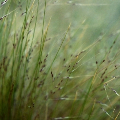 Flower spikelets