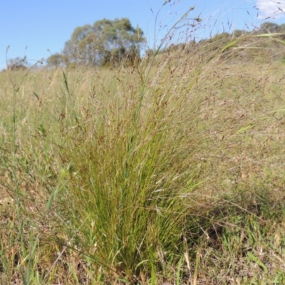 Typical plant with visible seed heads