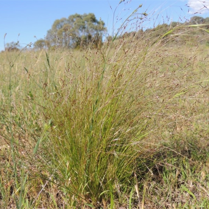 Typical plant with visible seed heads