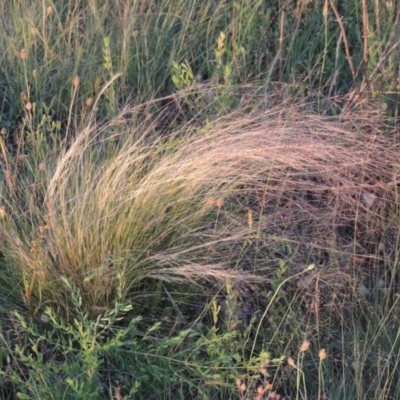 Typical plant in dry conditions