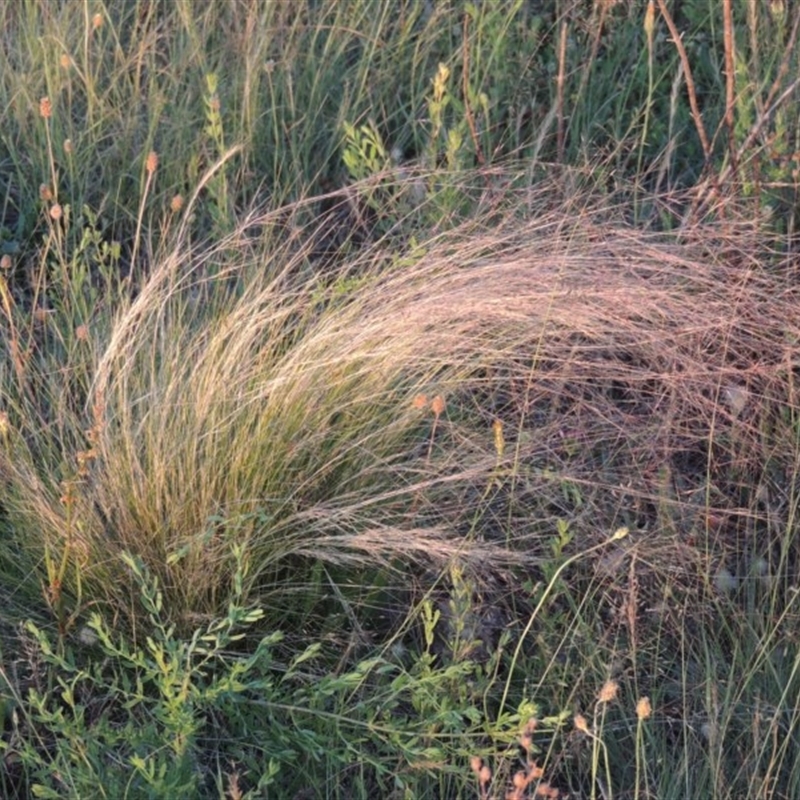 Typical plant in dry conditions