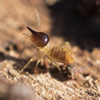 Nasutitermes exitiosus