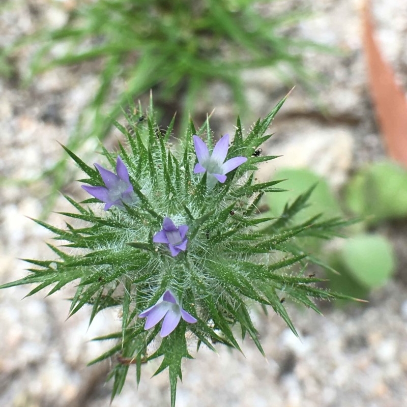 Navarretia squarrosa