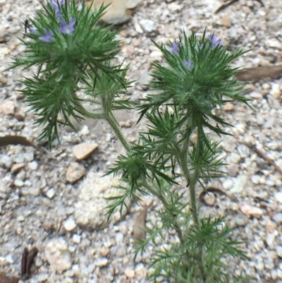 Navarretia squarrosa