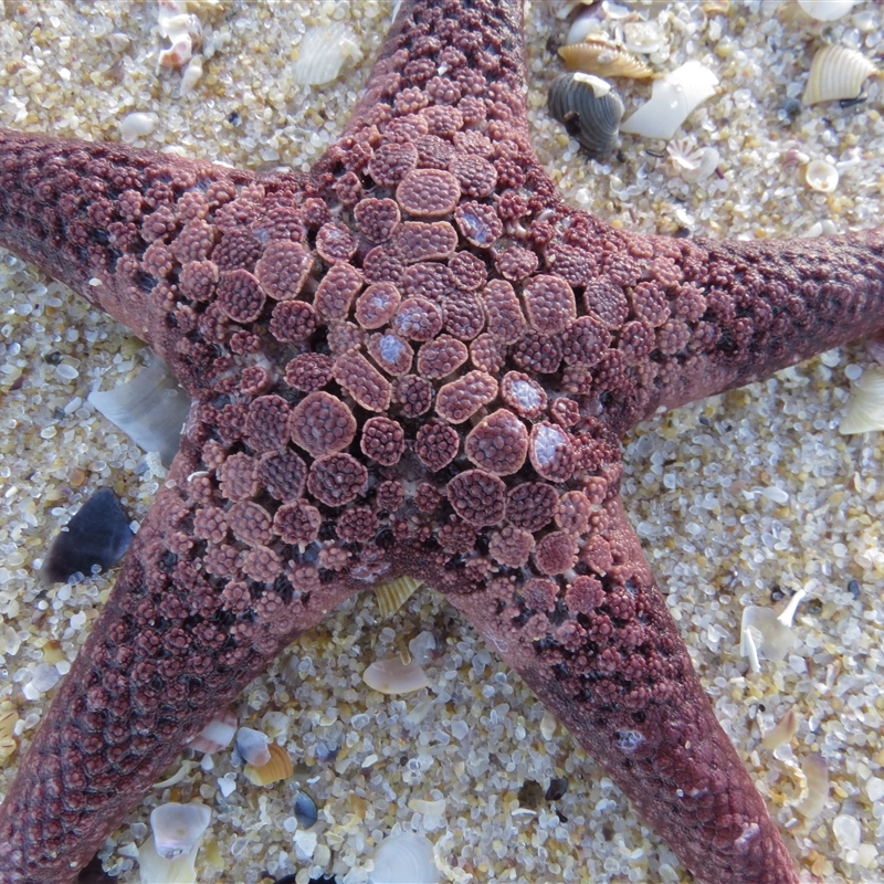 Nectria ocellata