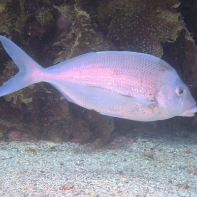 Nemadactylus douglasii