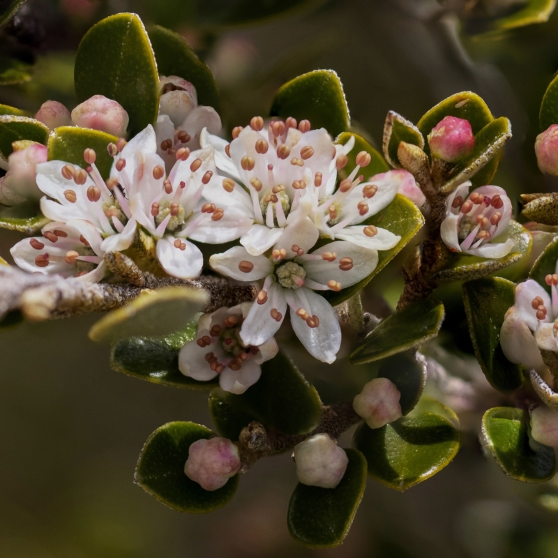 Nematolepis ovatifolia