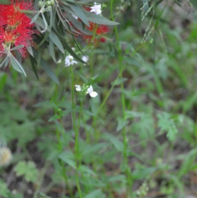 Nemesia strumosa