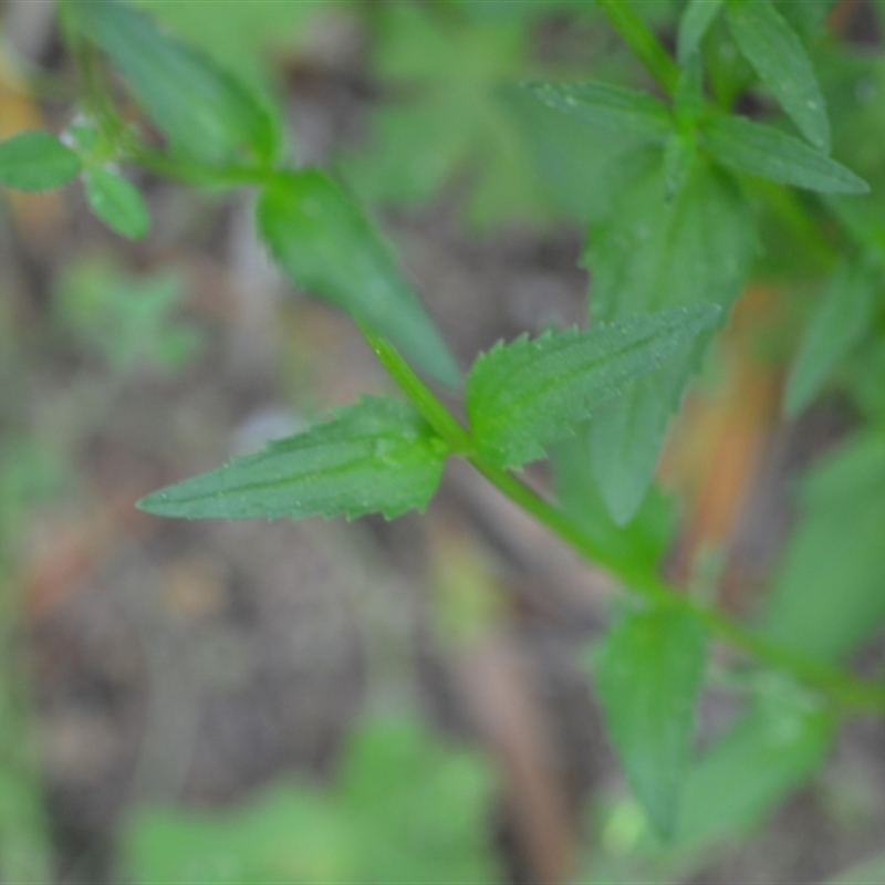 Nemesia strumosa