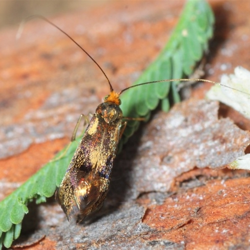 Nemophora (genus)