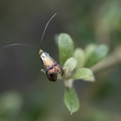 Nemophora (genus)