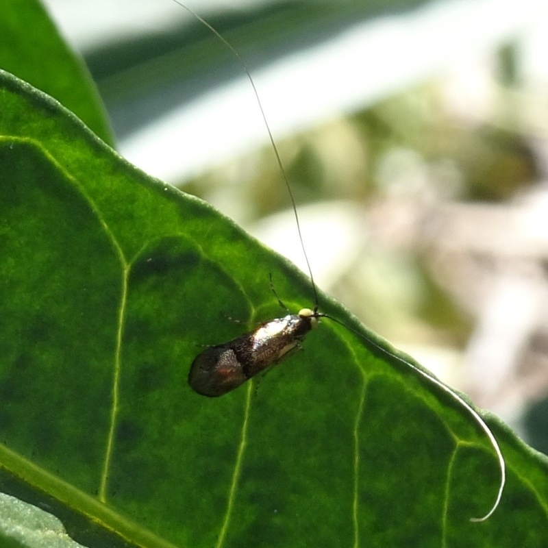 Nemophora (genus)