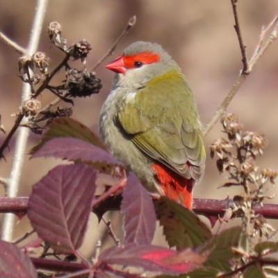 Neochmia temporalis