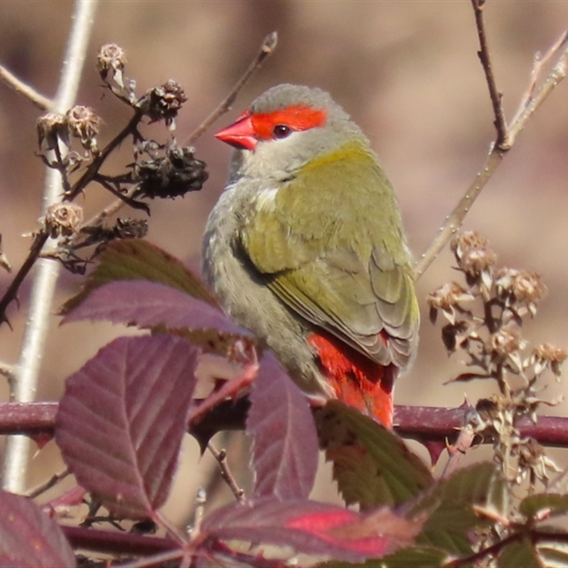 Neochmia temporalis