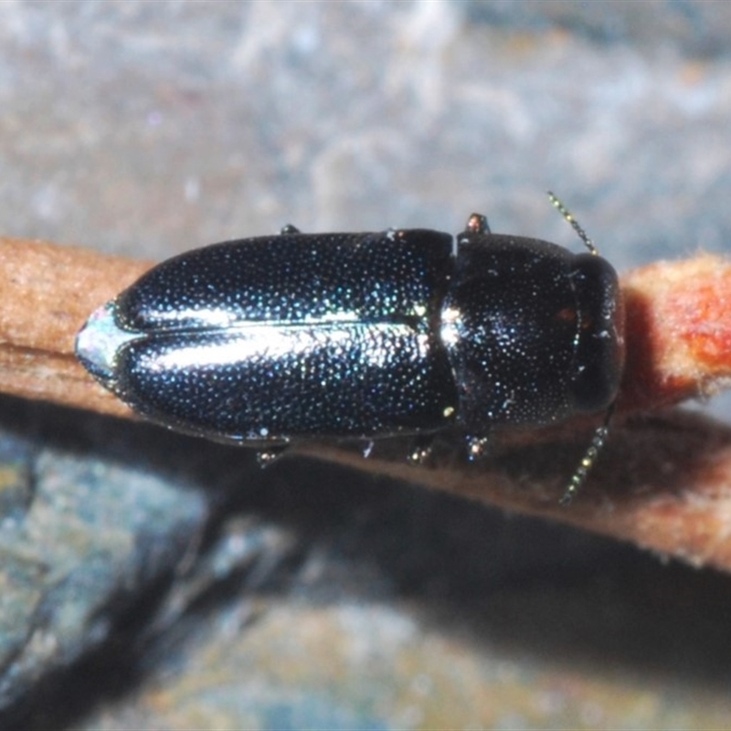 Neocuris sp. (genus)