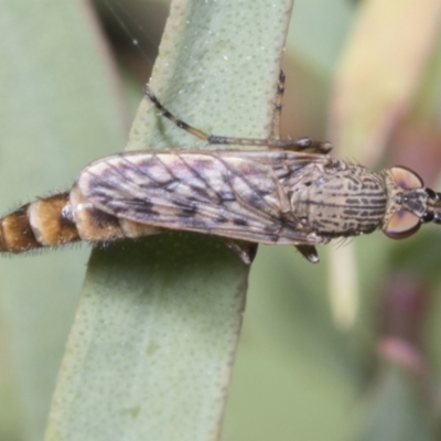 Neodialineura striatithorax