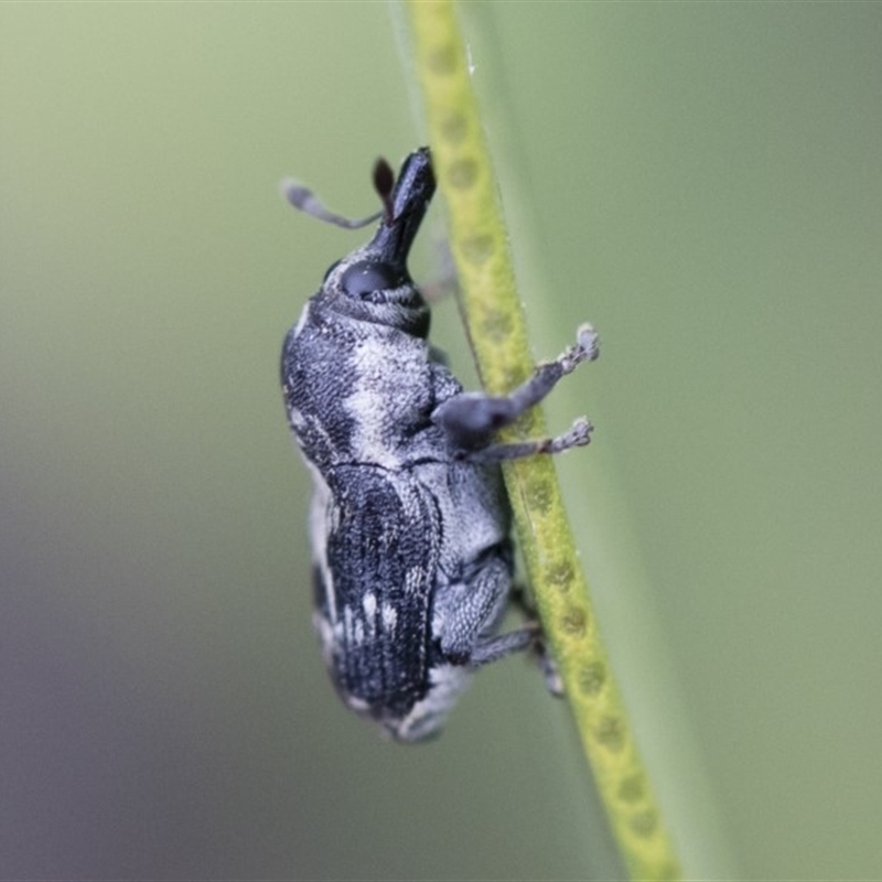 Neolaemosaccus sp. (genus)