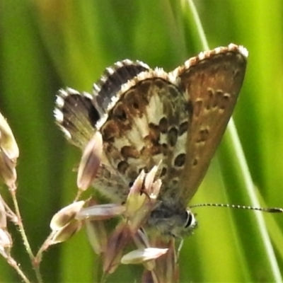 Neolucia hobartensis