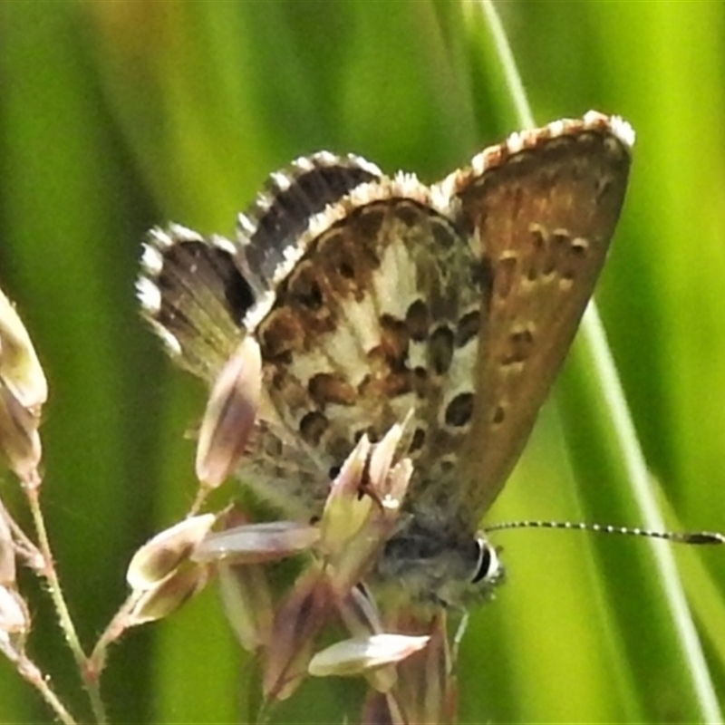 Neolucia hobartensis