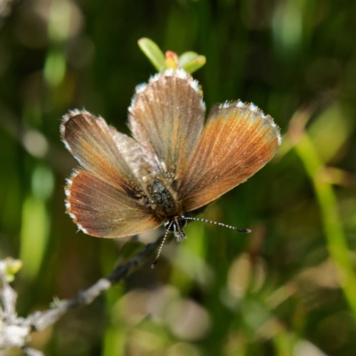 Neolucia hobartensis