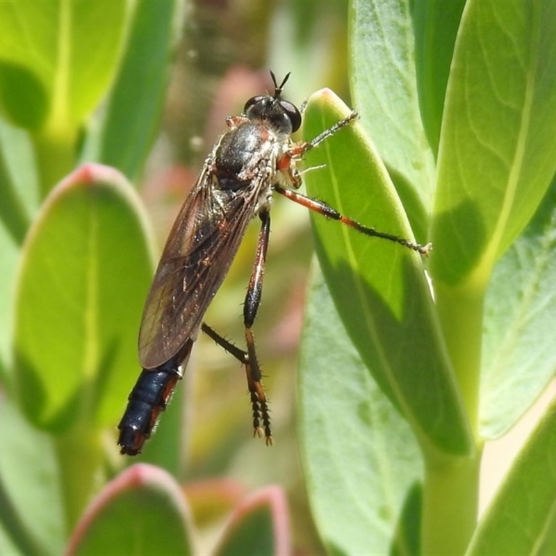 Neosaropogon sp. (genus)