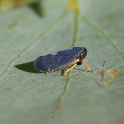 Neotartessus flavipes