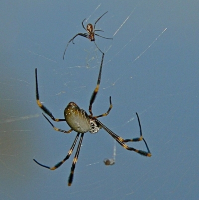 Nephila plumipes