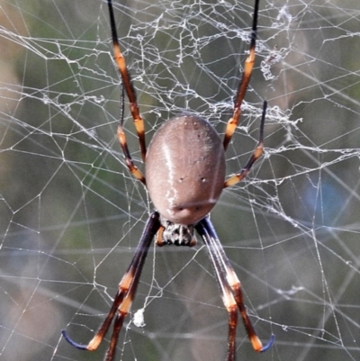 Nephila plumipes