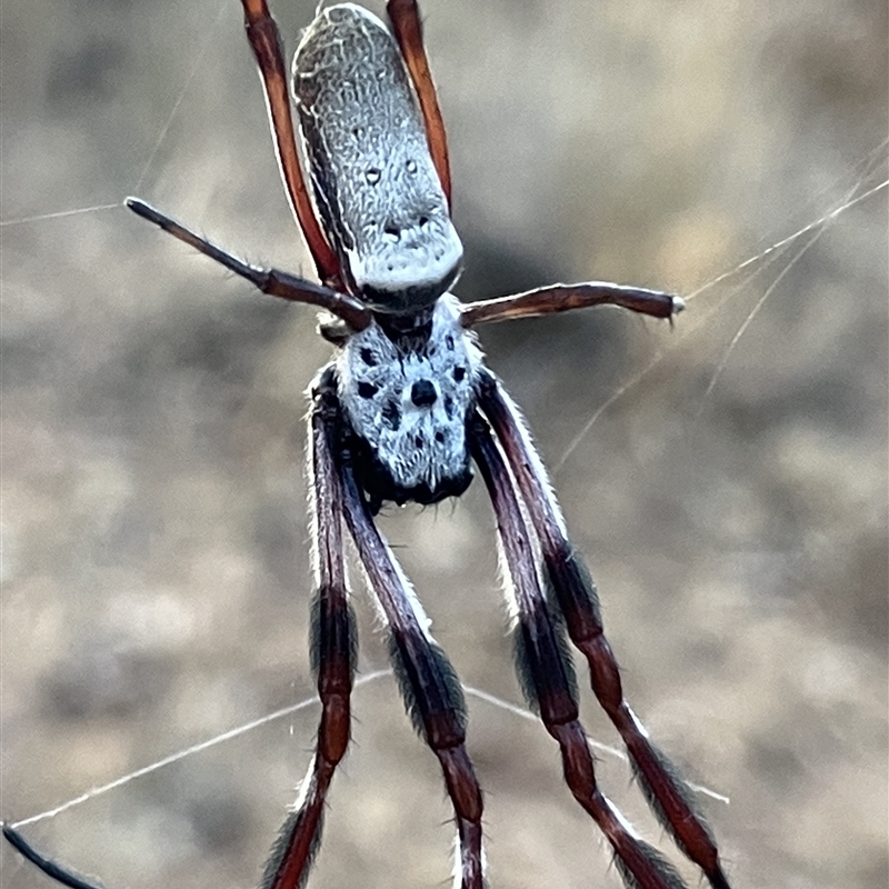 Nephila sp. (genus)