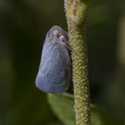 Anzora unicolor