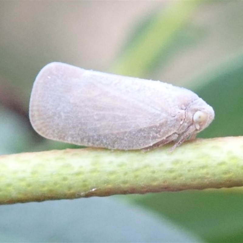 Anzora unicolor