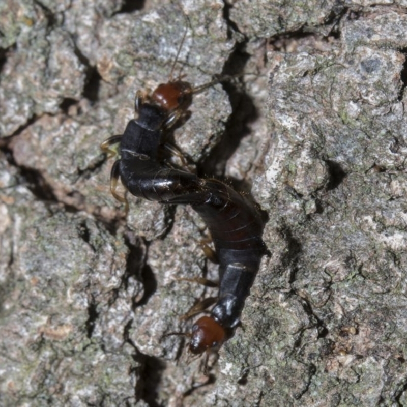 Nesogaster ruficeps