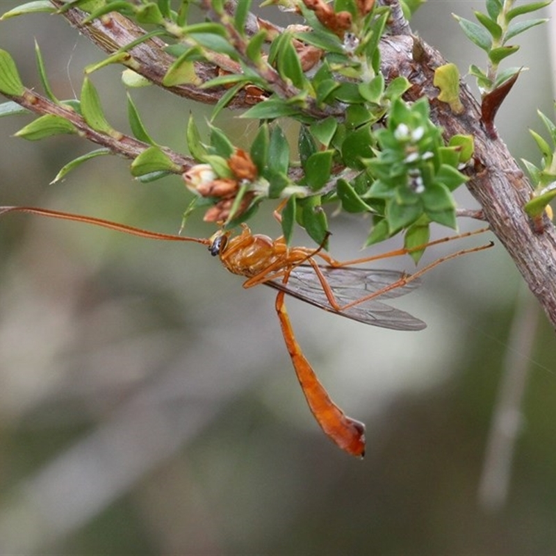 Netelia sp. (genus)