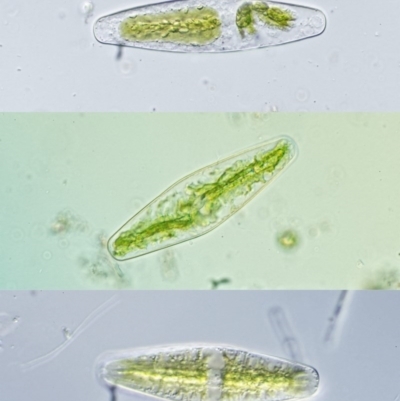 Netrium digitus