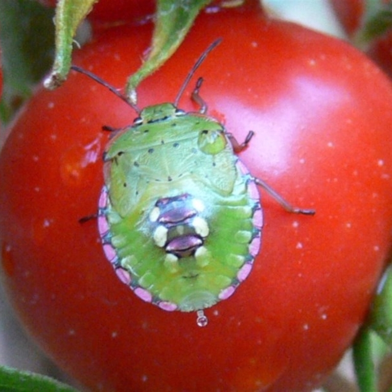 Fifth instar nymph