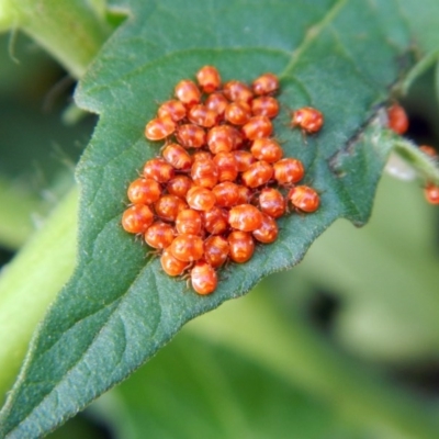 First instar nymph