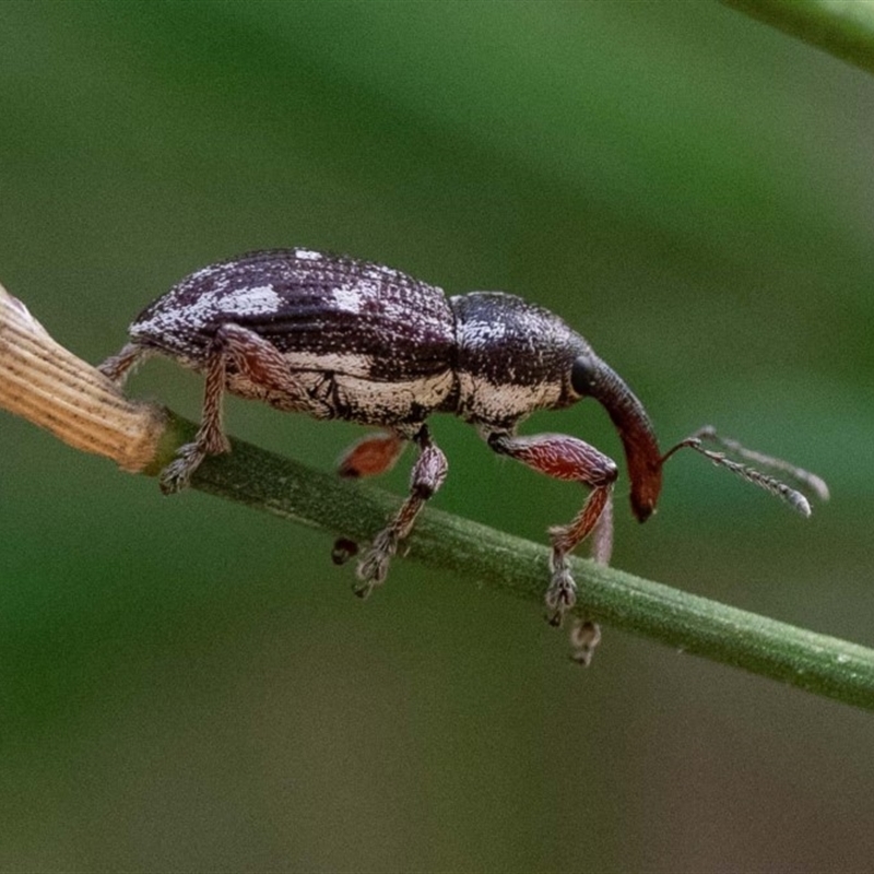 Aoplocnemis rufipes