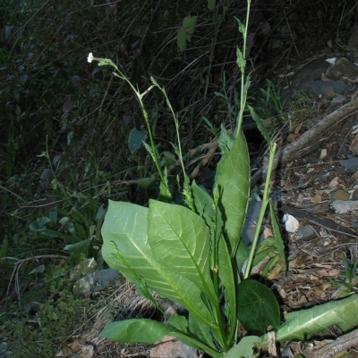 Nicotiana suaveolens