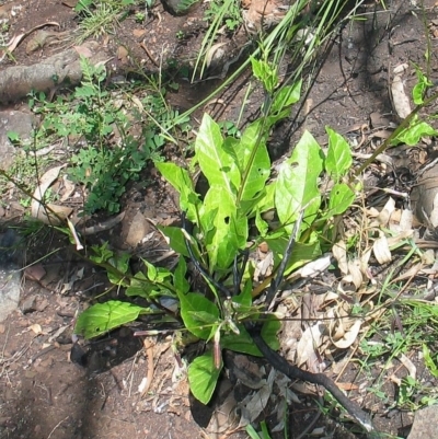 Nicotiana suaveolens