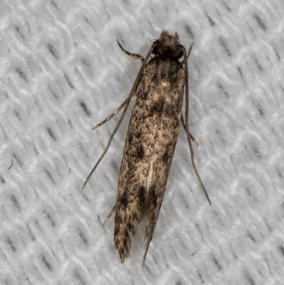 Niditinea fuscella